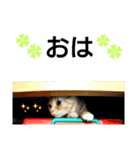 猫のあんずです(流行語編)（個別スタンプ：9）