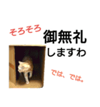 猫のあんずです(流行語編)（個別スタンプ：12）