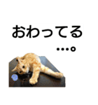 猫のあんずです(流行語編)（個別スタンプ：13）