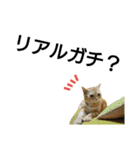 猫のあんずです(流行語編)（個別スタンプ：15）