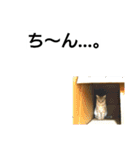 猫のあんずです(流行語編)（個別スタンプ：16）