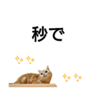 猫のあんずです(流行語編)（個別スタンプ：22）