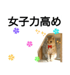 猫のあんずです(流行語編)（個別スタンプ：23）