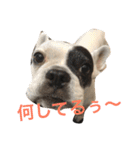 ブサカワ ARUkun（個別スタンプ：3）