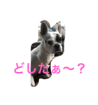 ブサカワ ARUkun（個別スタンプ：5）