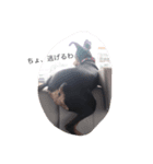 choa（個別スタンプ：3）