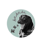 P. Black Labrador4（個別スタンプ：1）