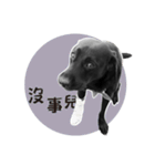 P. Black Labrador4（個別スタンプ：3）