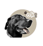 P. Black Labrador4（個別スタンプ：4）