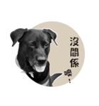 P. Black Labrador4（個別スタンプ：5）