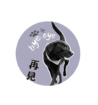 P. Black Labrador4（個別スタンプ：6）