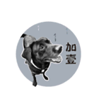 P. Black Labrador4（個別スタンプ：7）