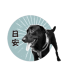 P. Black Labrador4（個別スタンプ：8）