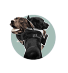 P. Black Labrador4（個別スタンプ：9）