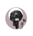 P. Black Labrador4（個別スタンプ：10）