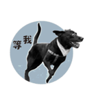 P. Black Labrador4（個別スタンプ：11）