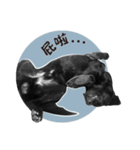 P. Black Labrador4（個別スタンプ：14）