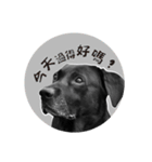 P. Black Labrador4（個別スタンプ：15）