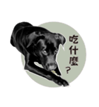 P. Black Labrador4（個別スタンプ：16）