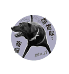 P. Black Labrador4（個別スタンプ：17）