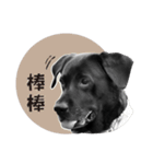 P. Black Labrador4（個別スタンプ：18）