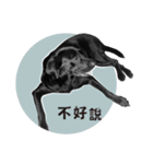 P. Black Labrador4（個別スタンプ：19）