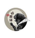 P. Black Labrador4（個別スタンプ：20）