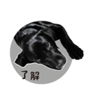 P. Black Labrador4（個別スタンプ：21）