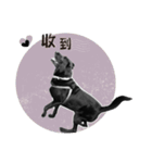 P. Black Labrador4（個別スタンプ：22）
