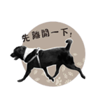 P. Black Labrador4（個別スタンプ：24）