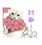 Hang Hang ' Cute Cat（個別スタンプ：4）