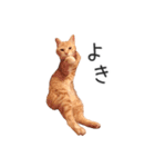 むぎちゃんにゃん！（個別スタンプ：1）