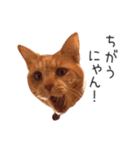 むぎちゃんにゃん！（個別スタンプ：2）