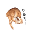 むぎちゃんにゃん！（個別スタンプ：3）