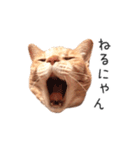 むぎちゃんにゃん！（個別スタンプ：4）