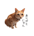 むぎちゃんにゃん！（個別スタンプ：6）