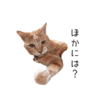 むぎちゃんにゃん！（個別スタンプ：8）