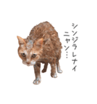 むぎちゃんにゃん！（個別スタンプ：12）