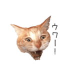 むぎちゃんにゃん！（個別スタンプ：15）