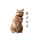 むぎちゃんにゃん！（個別スタンプ：16）