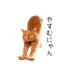 むぎちゃんにゃん！（個別スタンプ：17）
