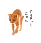 むぎちゃんにゃん！（個別スタンプ：18）