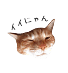 むぎちゃんにゃん！（個別スタンプ：20）