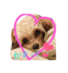 まりん、ちわぷー（個別スタンプ：1）