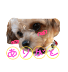 まりん、ちわぷー（個別スタンプ：12）