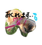まりん、ちわぷー（個別スタンプ：20）