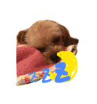 まりん、ちわぷー（個別スタンプ：24）