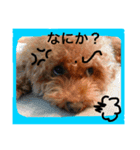 気まぐれトイプードル（個別スタンプ：2）