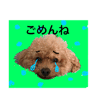 気まぐれトイプードル（個別スタンプ：3）
