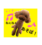 気まぐれトイプードル（個別スタンプ：4）
